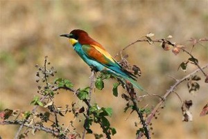 Andalucia bird watching - Andalucia Villas