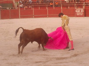 Durcall bull fight