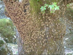 The Valley of the Butterflies