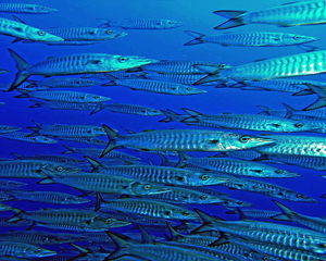 Expect to see shoals of Barracuda