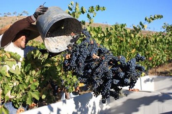 Grape picking in the French Riviera