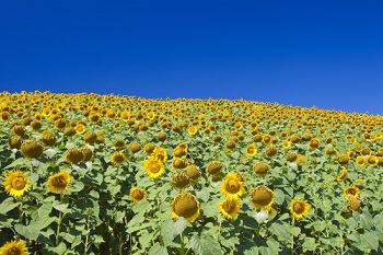 le marche italy sunflowers