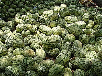 water_melon_festival
