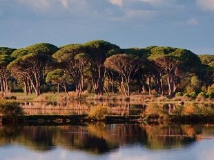 Strofilia Forest