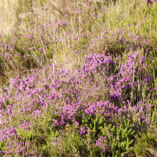 Field in Brittany