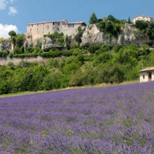 Perched high along a ridge that overlooks a wide and verdant valley, the village of Sault in Provence is an exceptionally pretty area of France to visit all year round. This old fortified village is however especially beautiful in the summer when the many lavender fields that Sault overlooks come into full bloom. So flourishing and rife are Sault’s lavender fields that these fragrant flowers have long been used to make cosmetics and soap in Provence. Asides beauty products, the lavender of Sault is used as an ingredient in Provencal cuisine, with lavender honey being an essential ingredient in the region’s legendary lavender sorbets. So important is this evergreen shrub in this ancient village that a Lavender Festival is held in Sault each year. This year will see the 26th edition of the Lavender Festival held in Sault. The festival will take place on Monday 15th August. Each year the festival attracts more and more visitors, eager to witness this beautiful scented flower enveloped by silvery foliage be creatively utilised in authentic dishes, perfumes and other unique products. The festival highlights include a sickle cutting competition, whereby visitors can participate in the 19th century tradition of using sickles to cut up produce. Lavender enthusiasts can purchase lavender products from the many stalls present at the festival. There is also a book fair, pony rides for children, a painting exhibition and musical activities. With picturesque and laid-back squares, a handful of quality cafes and bars, and being surrounded by carpets of lavender fields, backed by a dramatic mountainous landscape, there are plenty of reasons to visit this unspoilt village in Provence.