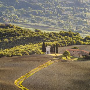 Vineyard in Tuscany