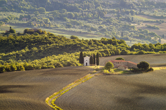 Vineyard in Tuscany