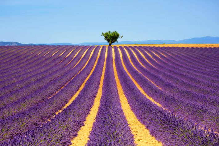 lavender fields