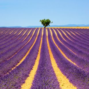 lavender fields