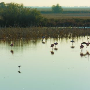 Doñana national park