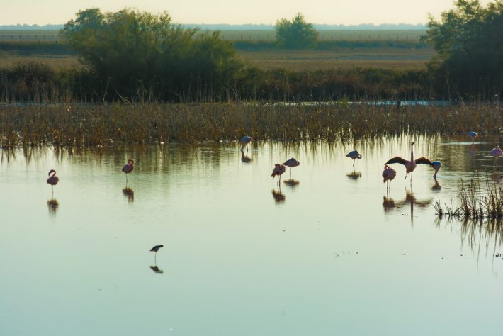 Doñana national park