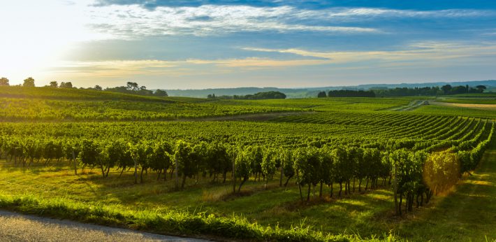 French Vineyard