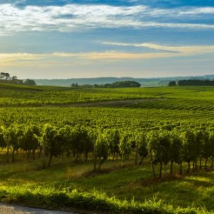 French Vineyard