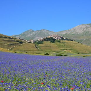 Fioritura di Castelluccio di Norcia