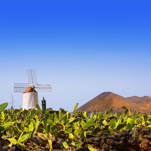 Lanzarote Guatiza cactus garden windmill
