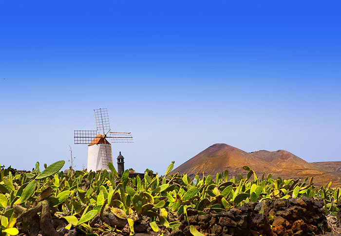 Lanzarote Guatiza cactus garden windmill