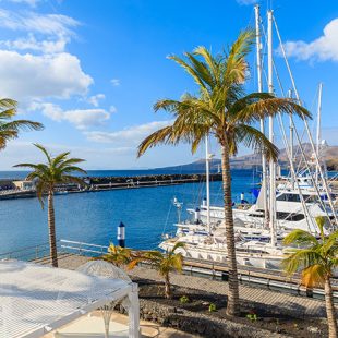 Palm trees in Puerto Calero