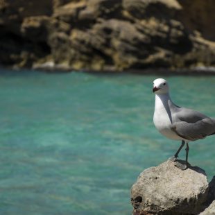 Reasons why Mallorca is a birdwatchers' paradise