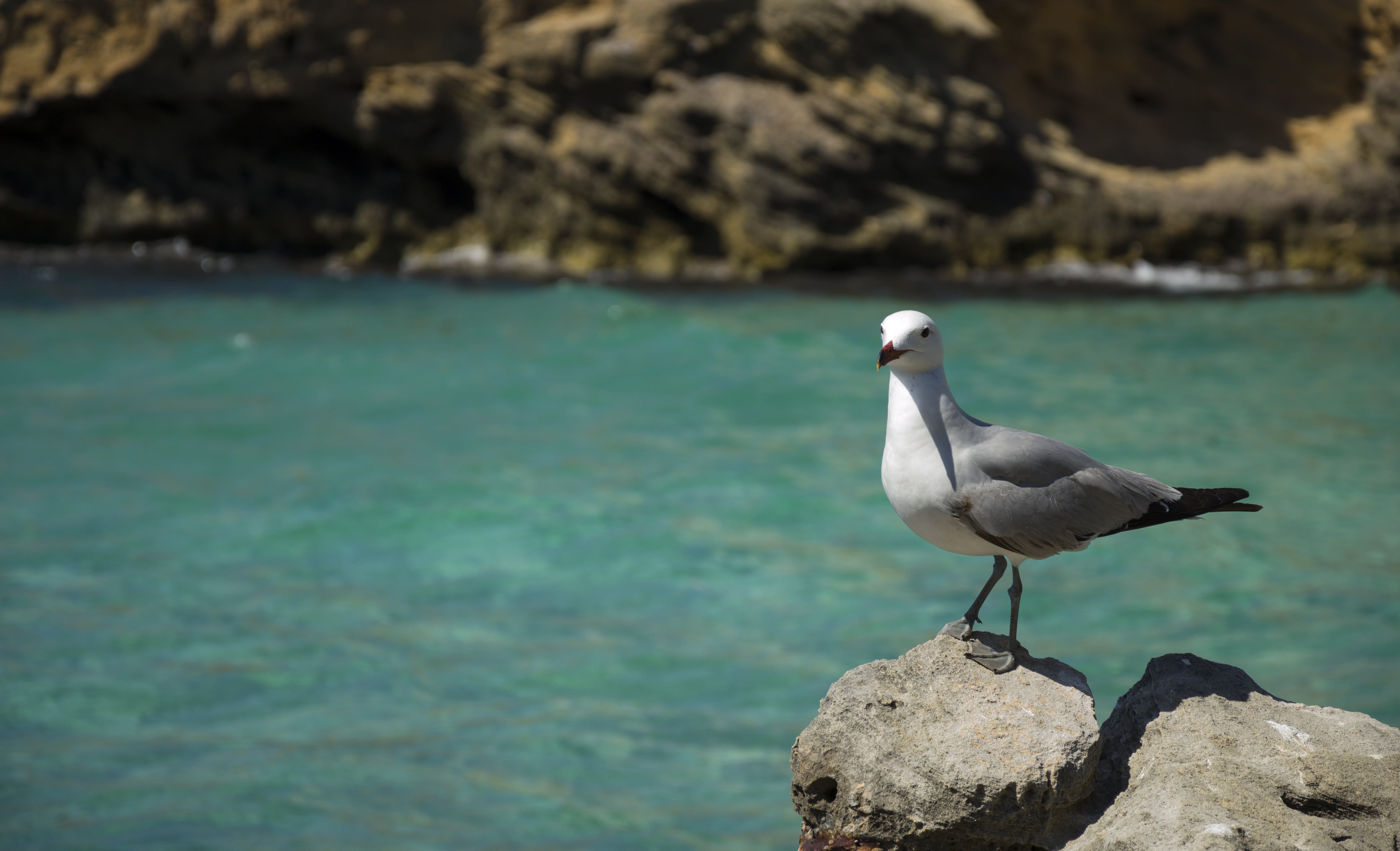 Reasons why Mallorca is a birdwatchers' paradise